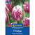 Kiepenkerl Triumph-Tulpe 'Rems Sensation'