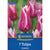 Kiepenkerl Lilienblütige Tulpe 'Claudia'