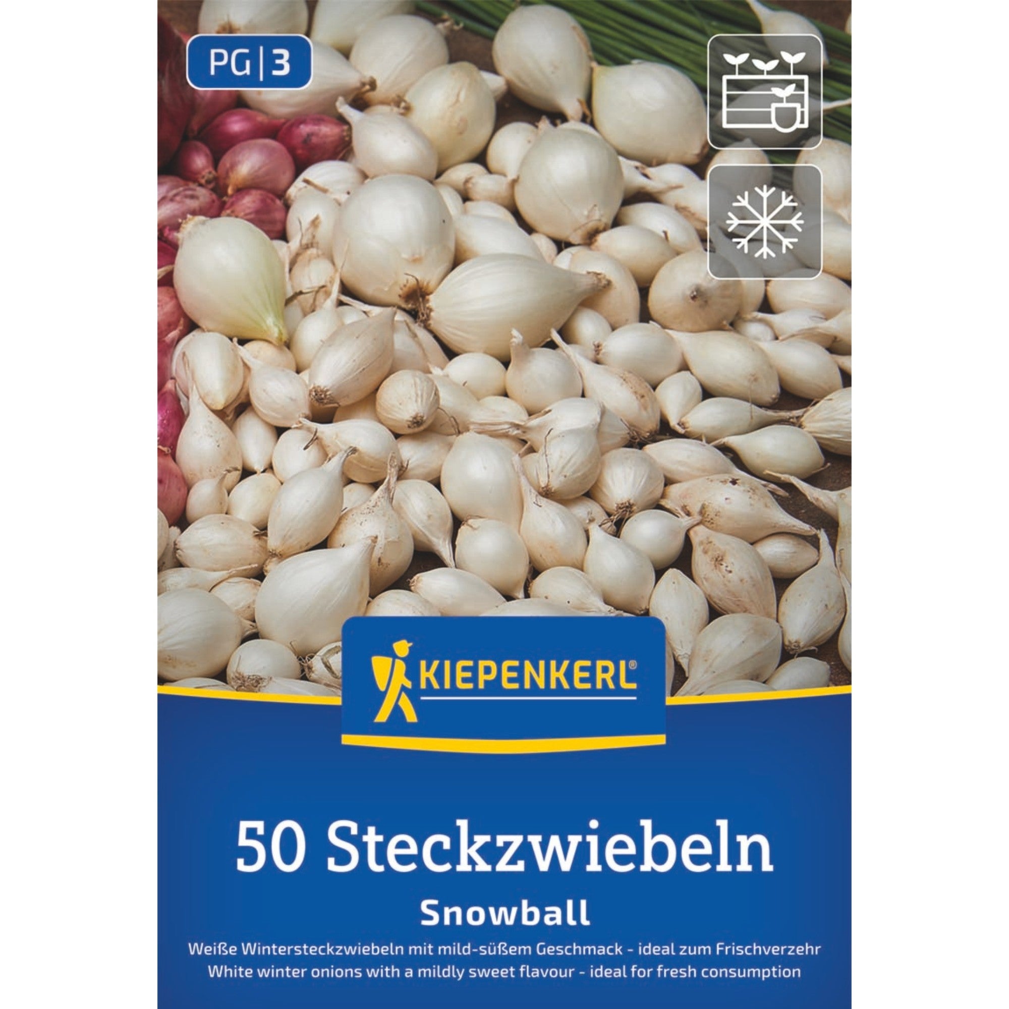 Kiepenkerl Weiße Wintersteckzwiebel 'Snowball'