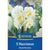 Kiepenkerl Poetaz-Narzisse 'Cheerfulness'