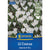 Kiepenkerl Großblumiger Krokus 'Jeanne d`Arc'