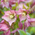 Lenzrose 'Pretty Ellen'