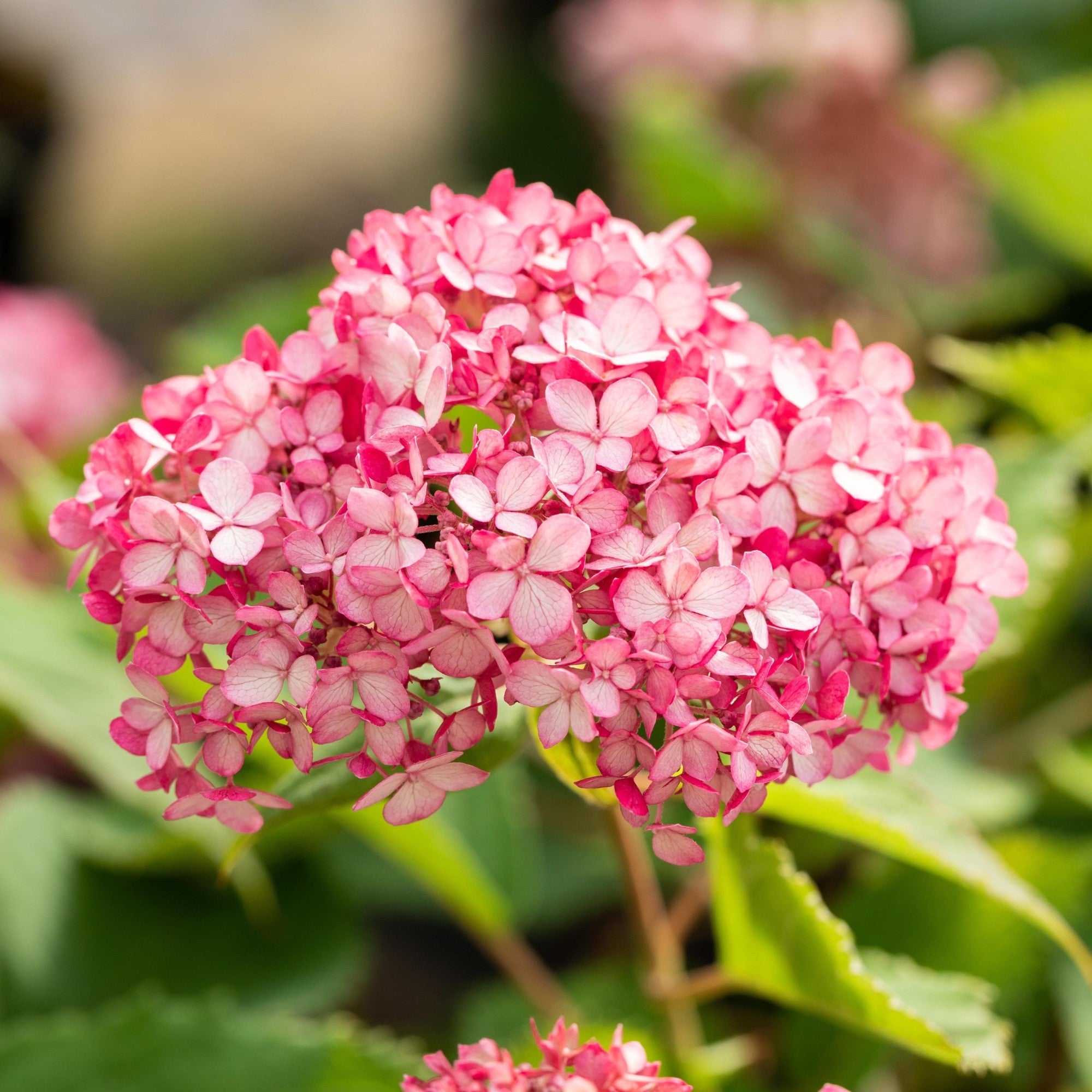 Schneeballhortensie 'Ruby Annabelle®'
