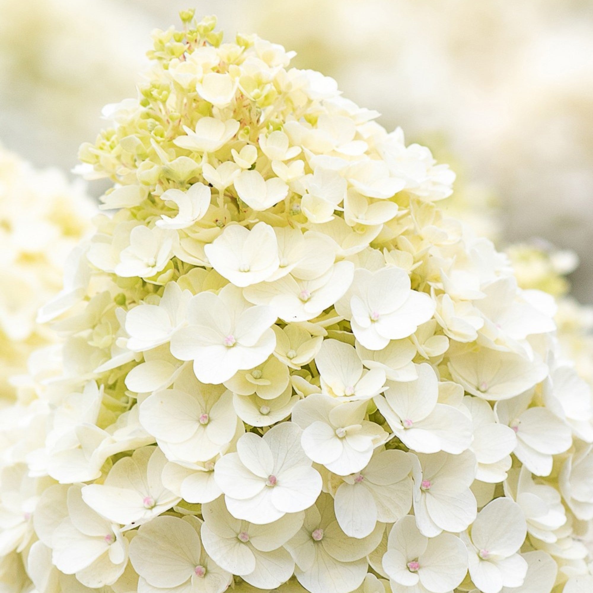 Rispenhortensie 'Living Little Blossom®'