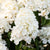 Rispenhortensie 'Living Little Blossom®'