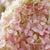 Rispenhortensie 'Living Little Love®'