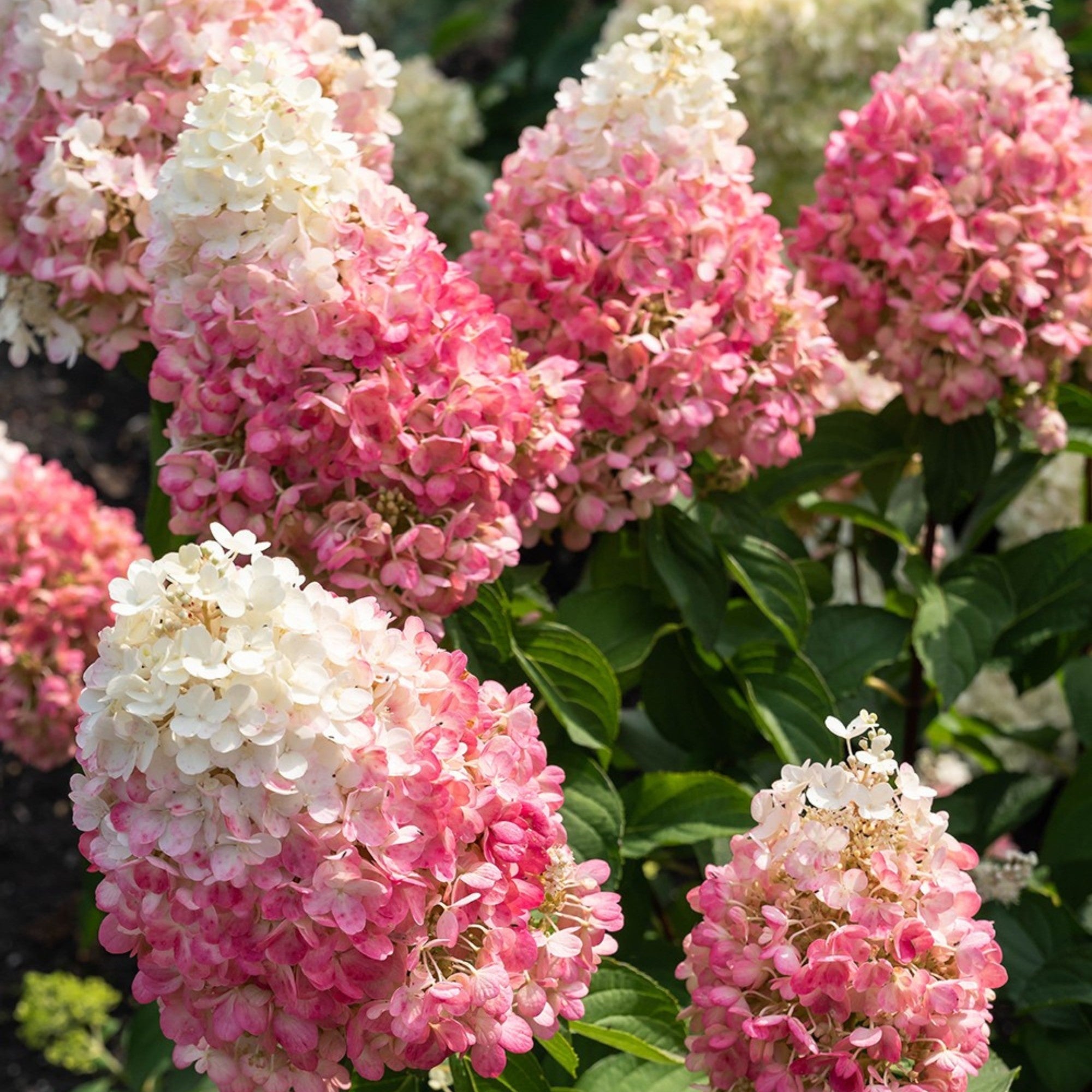 Rispenhortensie 'Living Pinky Promise®'