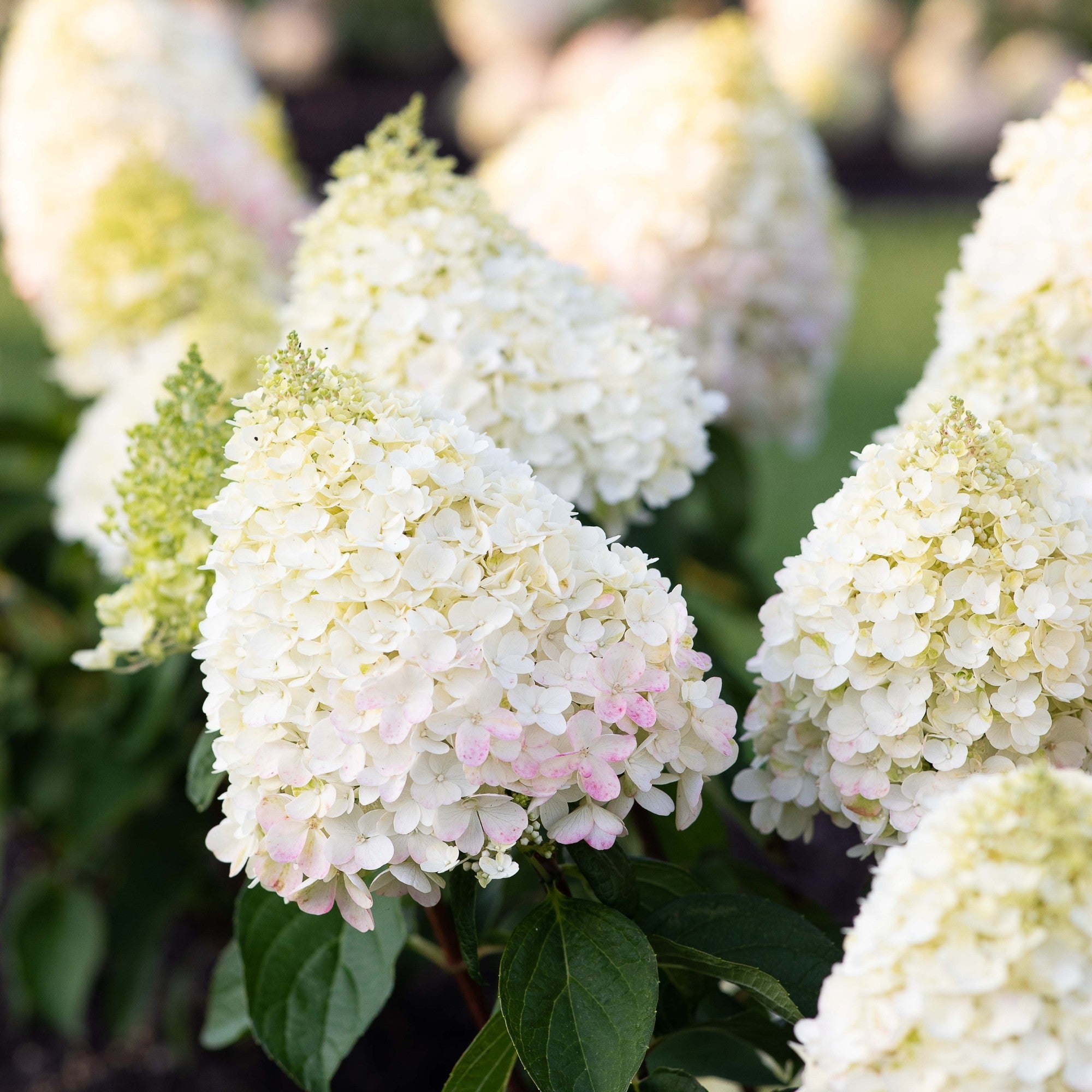Rispenhortensie 'Living Pinky Promise®'