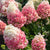Rispenhortensie 'Living Pinky Promise®'