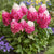 Rispenhortensie 'Living Red Velvet®'