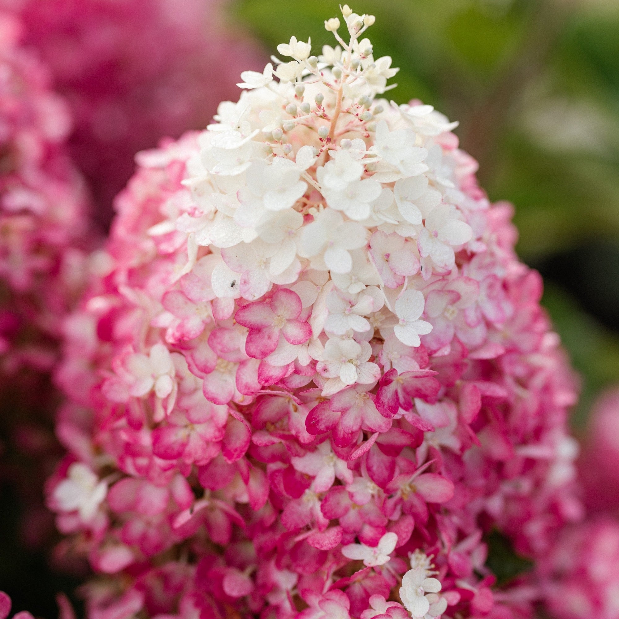 Rispenhortensie 'Living Red Velvet®'