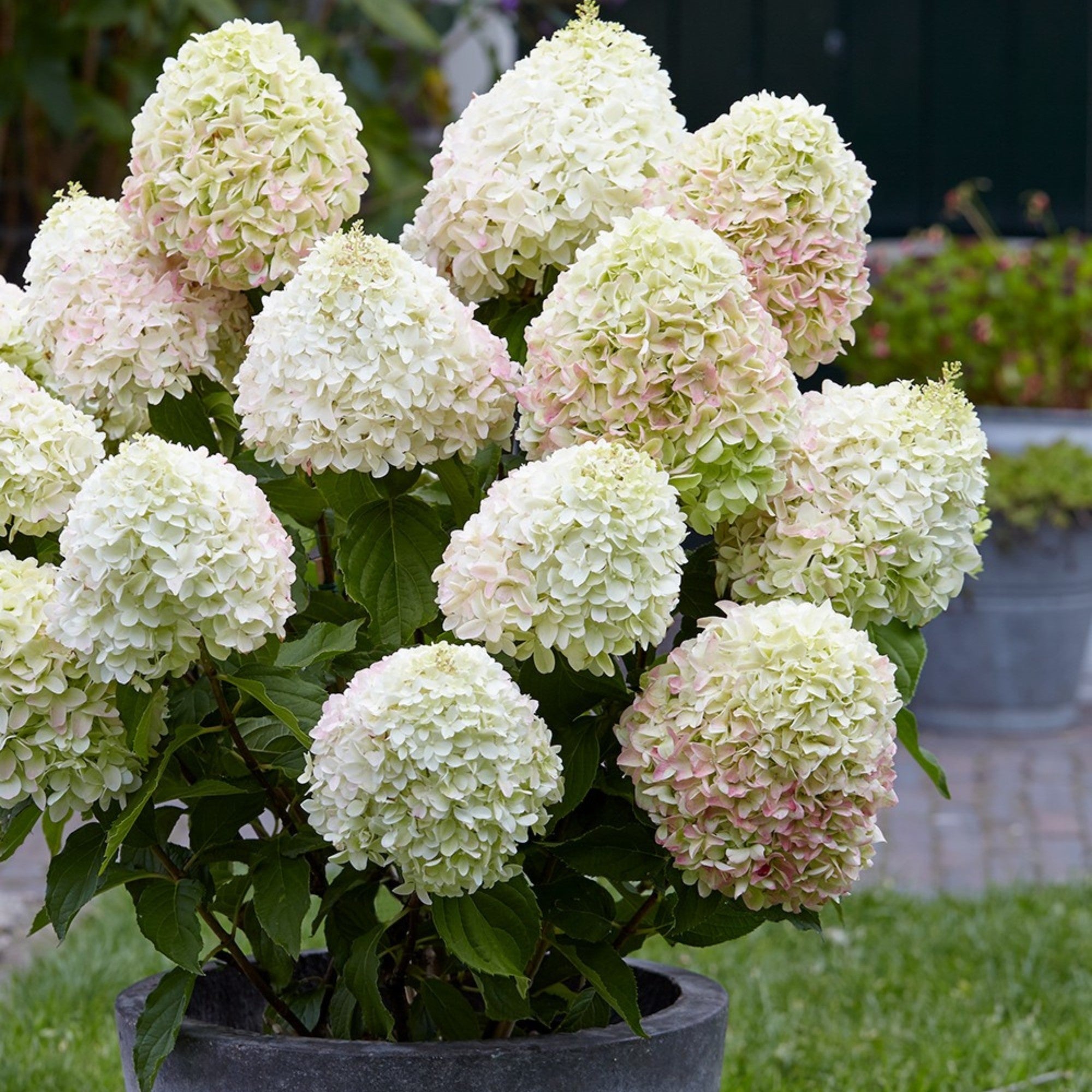 Rispenhortensie 'Living Candy Love®'