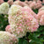 Rispenhortensie 'Living Candy Love®'