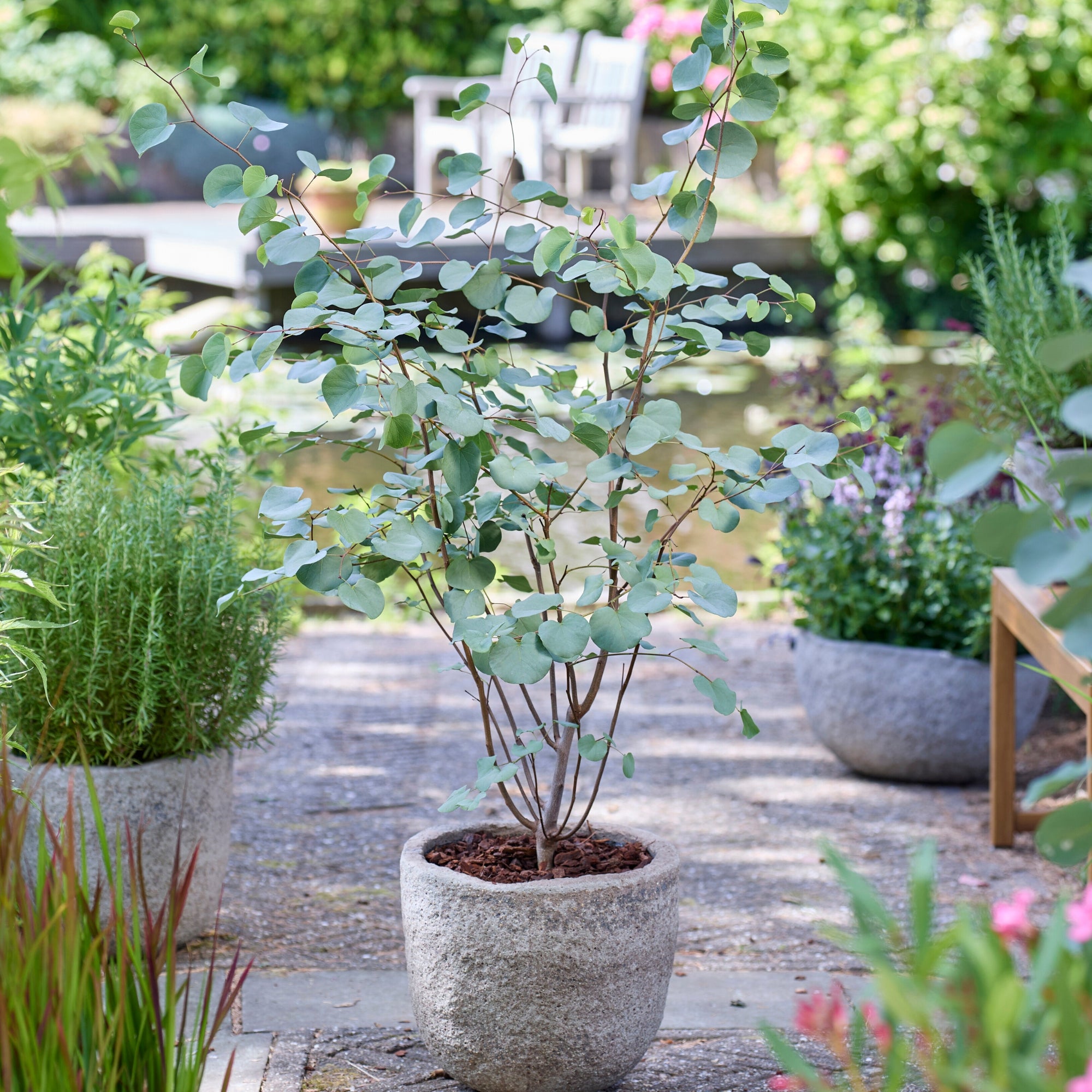 Judasbaum 'Blue Lagoon®'