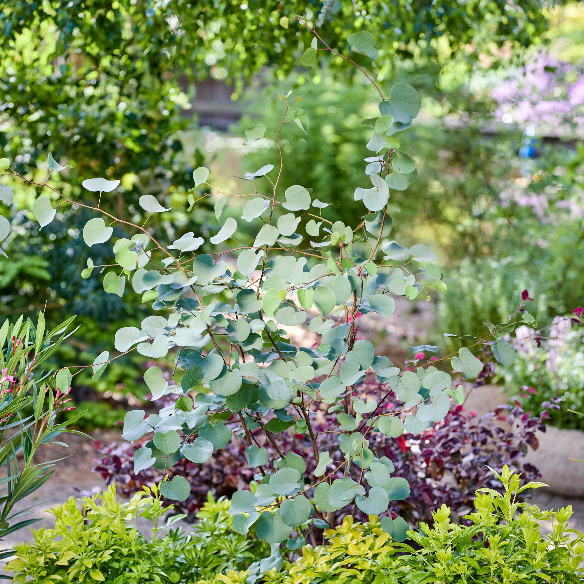 Judasbaum 'Blue Lagoon®'