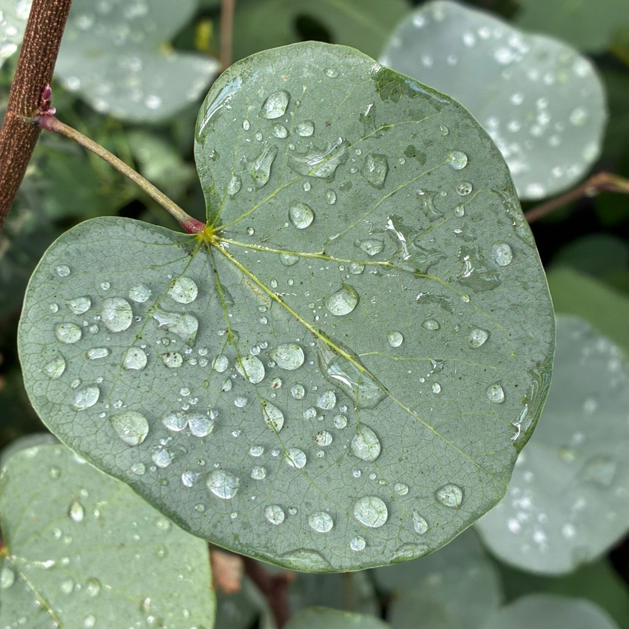 Judasbaum 'Blue Lagoon®'