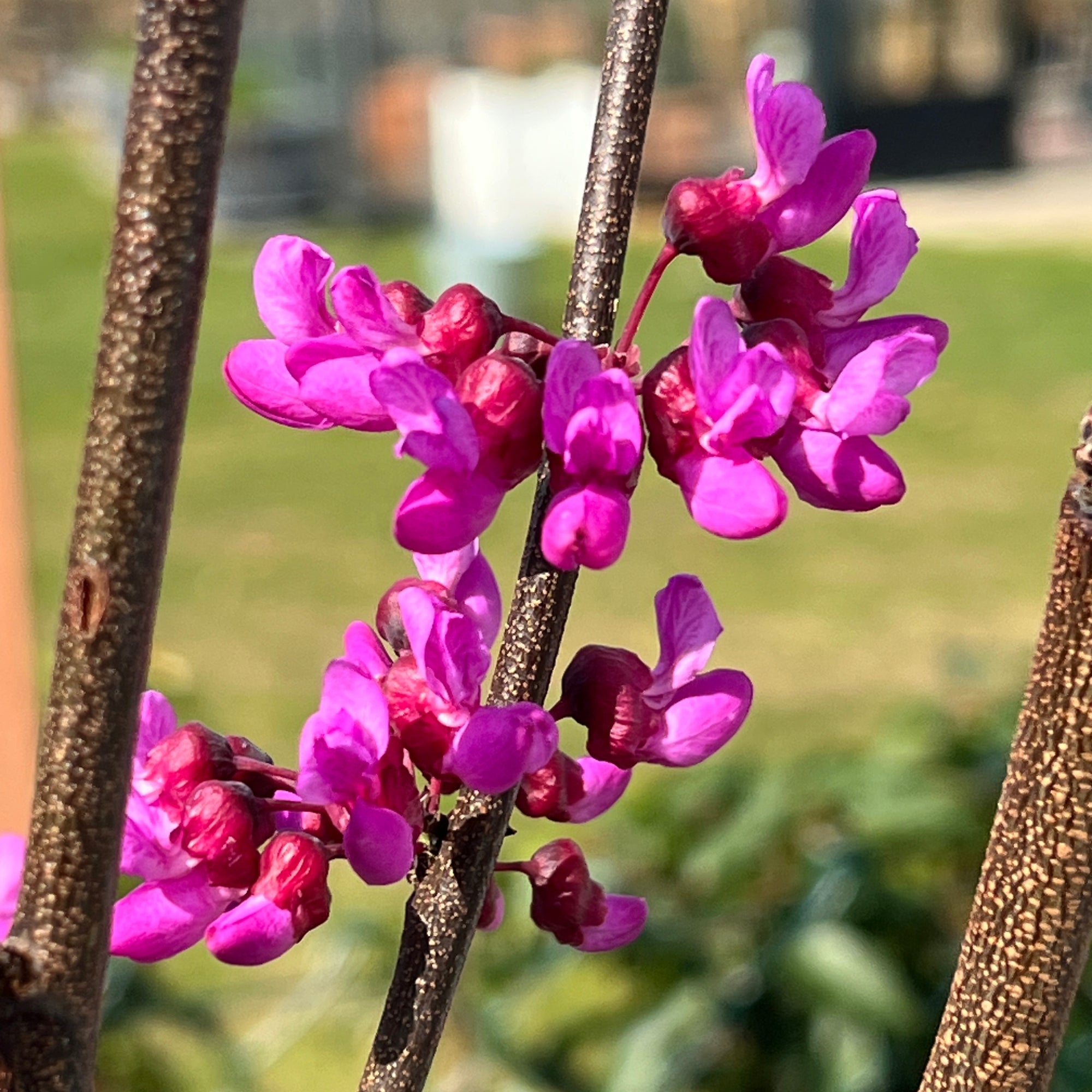 Judasbaum 'Blue Lagoon®'