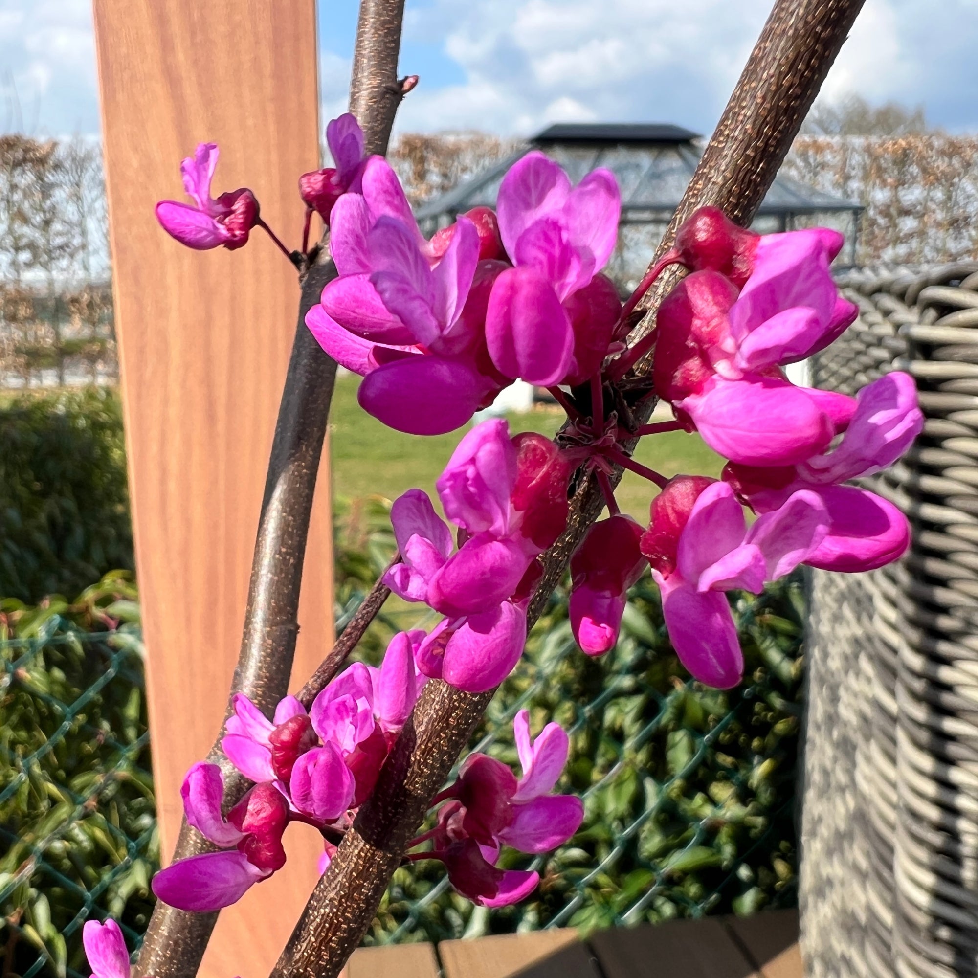 Judasbaum 'Blue Lagoon®'
