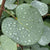 Judasbaum 'Blue Lagoon®'