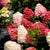 Rispenhortensie 'Spring Sizzle®'