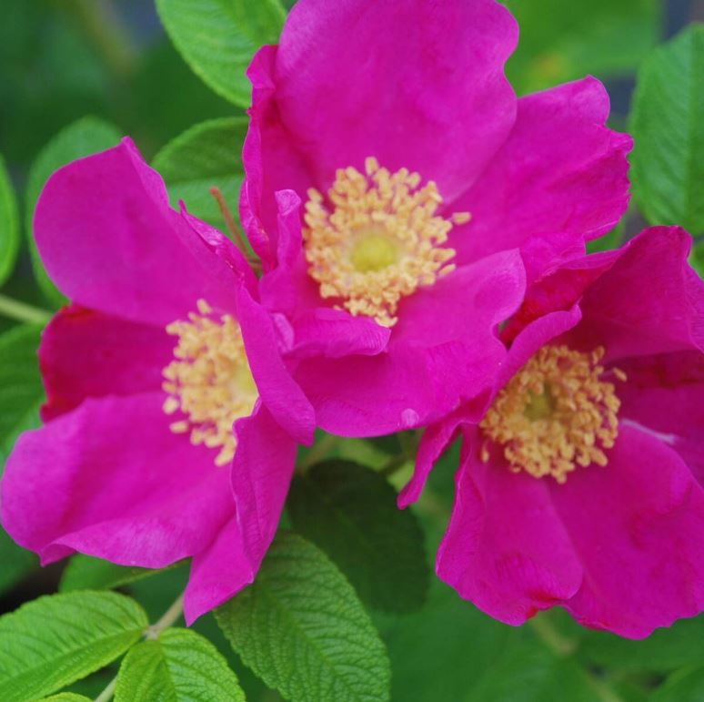 Apfelrose, 4 Pflanzen