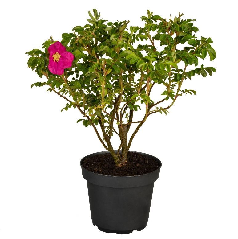 Apfelrose, 4 Pflanzen