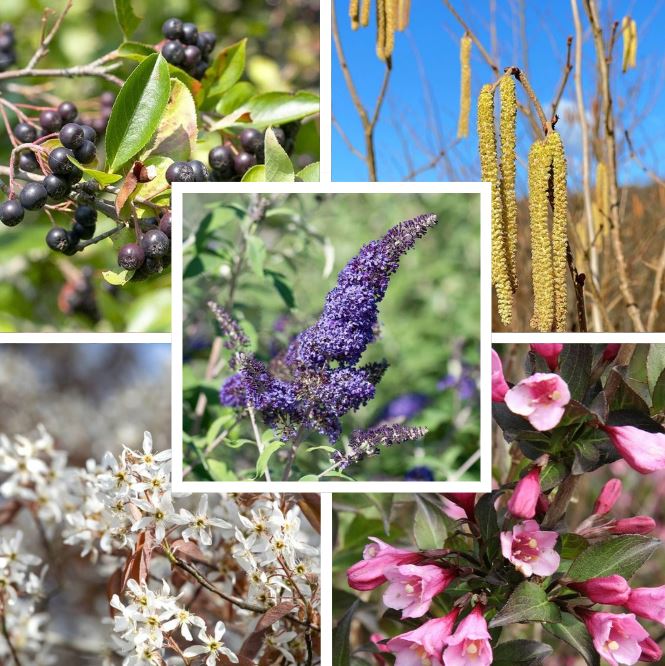 Nährgehölzhecke für Insekten "Futtermagnet", 5 Pflanzen 