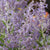 Blauraute 'Lacey Blue®'
