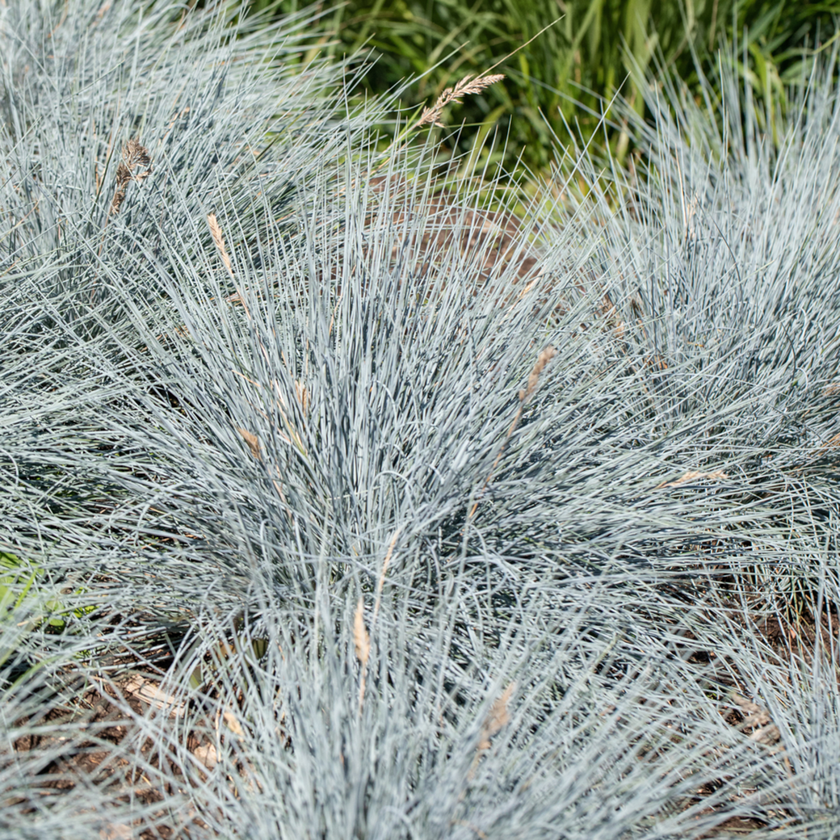 Blauschwingel