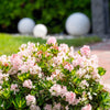 Buchsbaum-Ersatz 'Bloombux®' Busch
