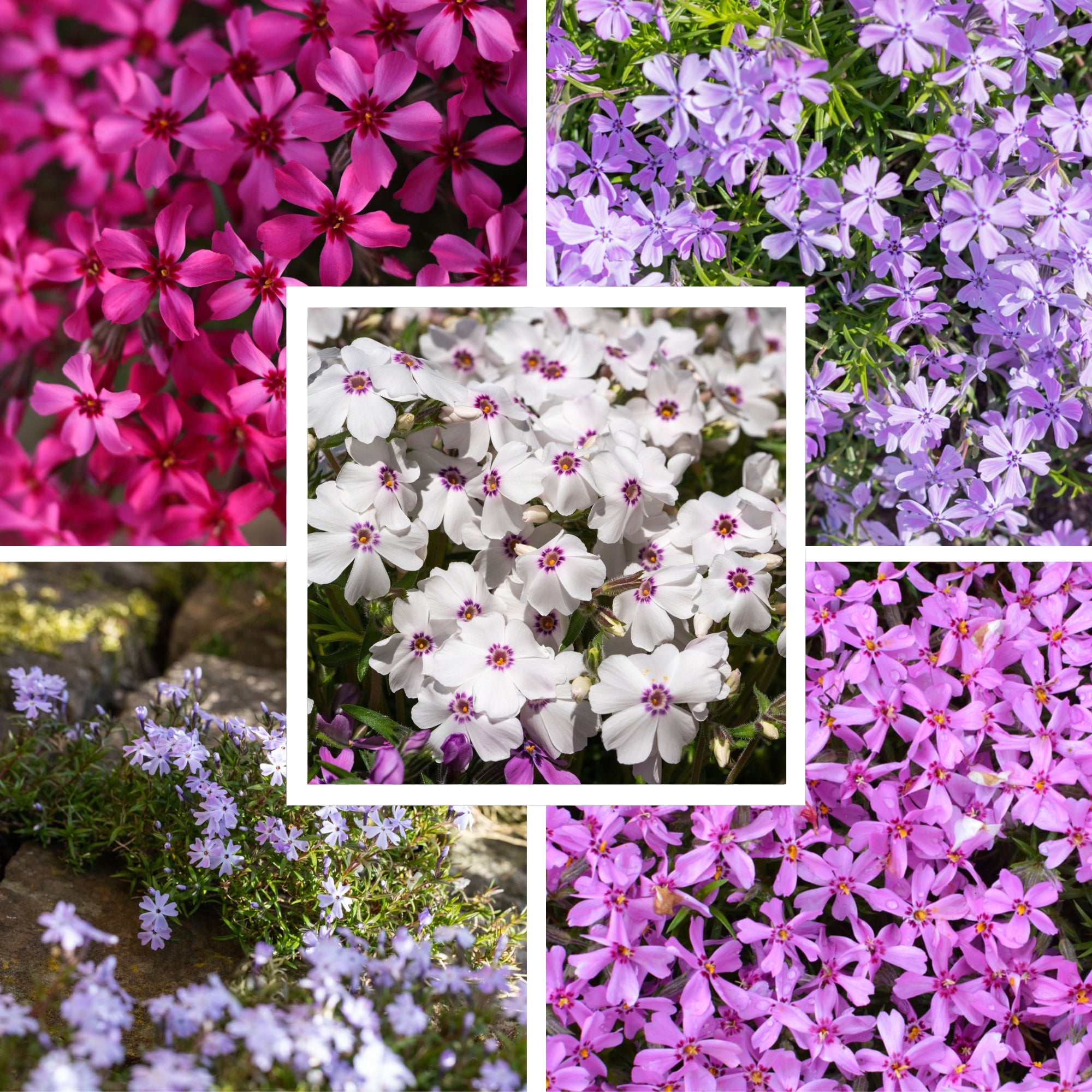 Bunter Phlox-Mix