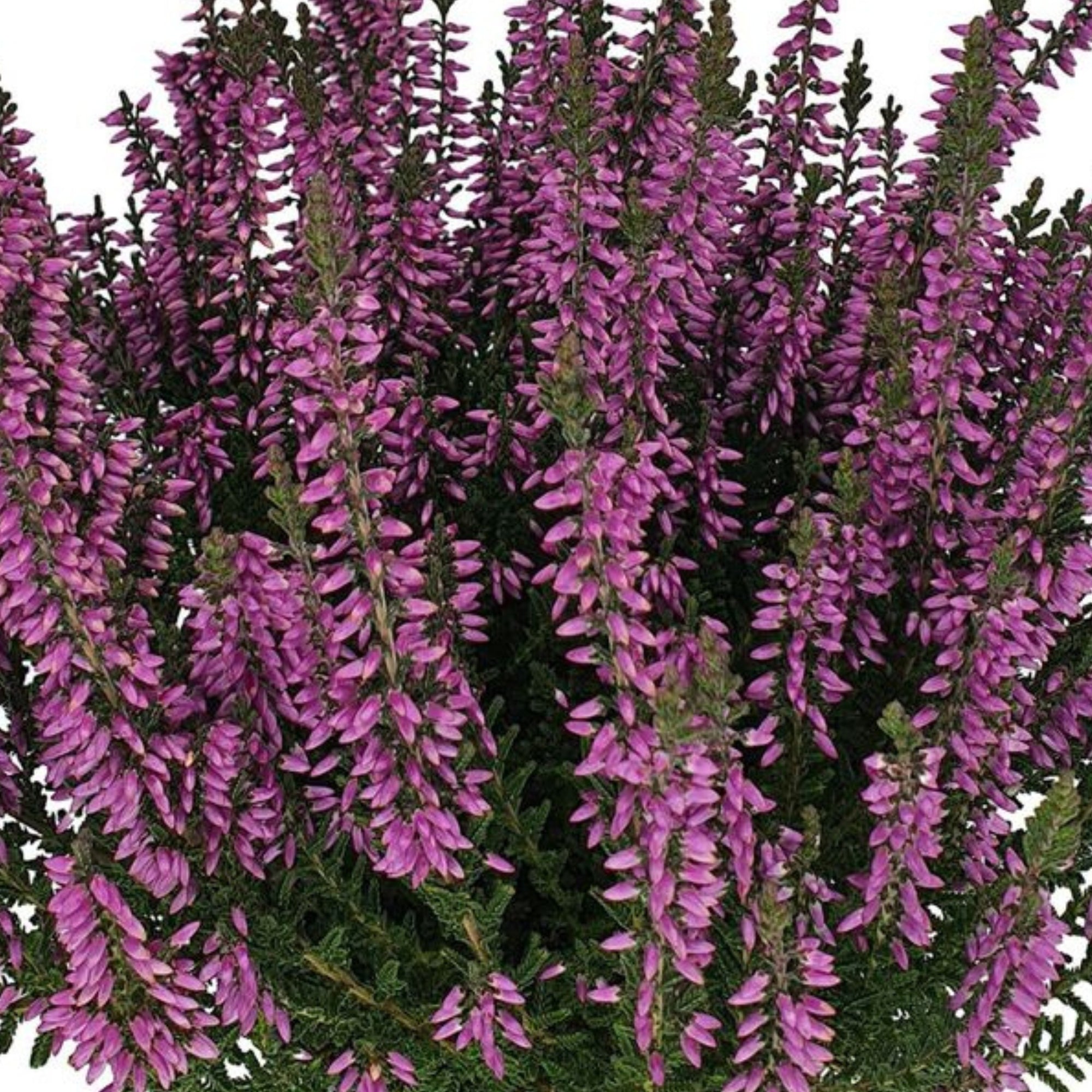 Besenheide 'Gardengirls®'