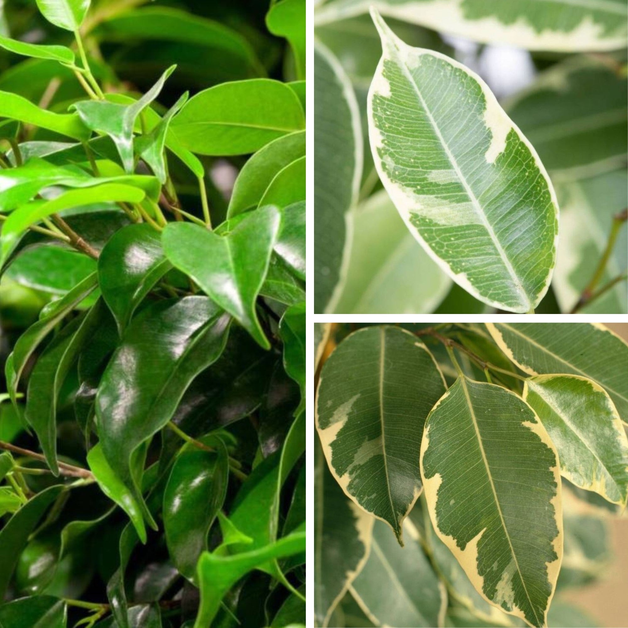 Zimmerpflanzen-Set "Dreifarbige Ficus-Kollektion"