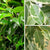 Zimmerpflanzen-Set "Dreifarbige Ficus-Kollektion"