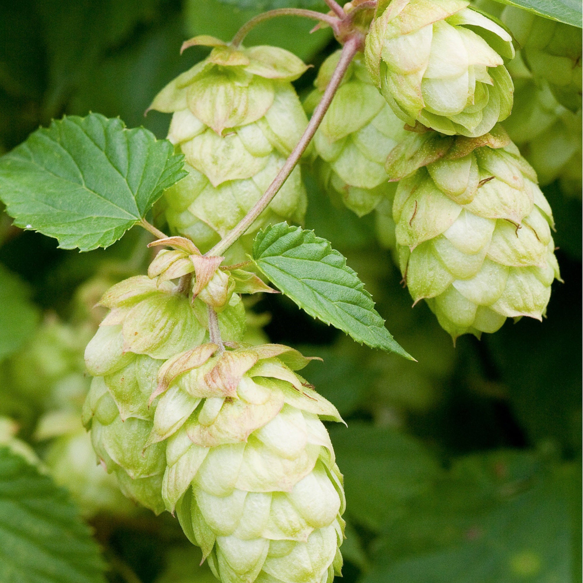 Echter Hopfen 'Royal Burgundii'