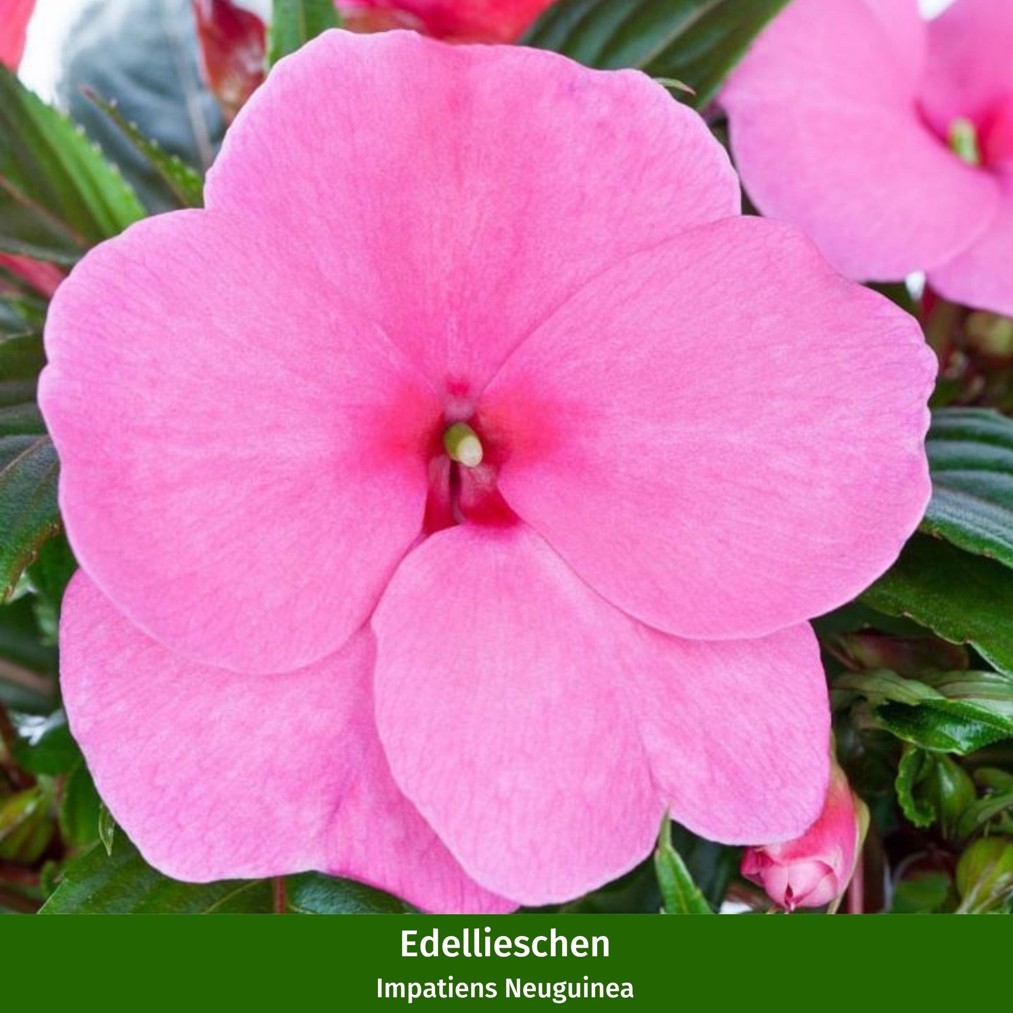 Balkonblumen "Schattenliebhaber"