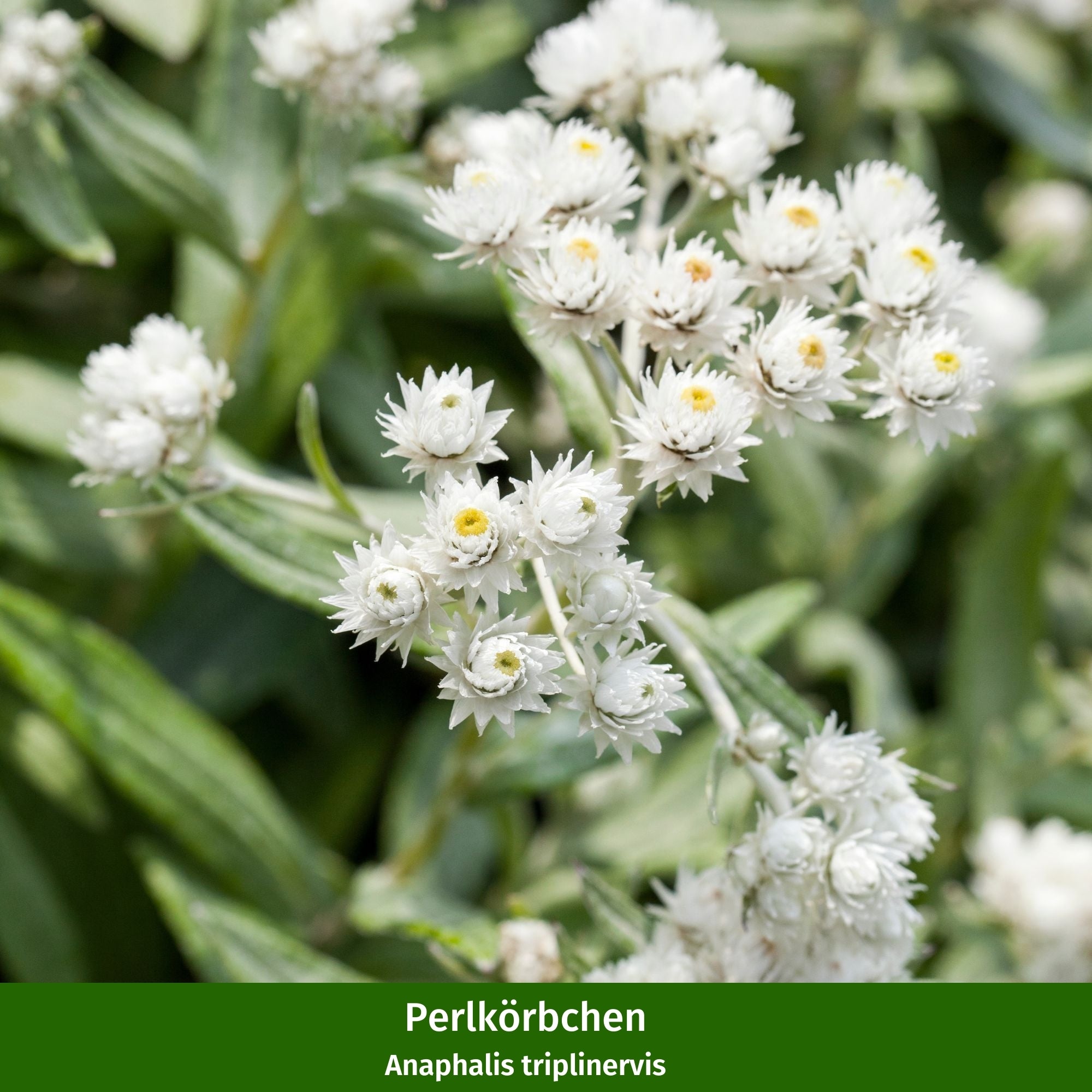 Staudenbeet "Weiße Eleganz"