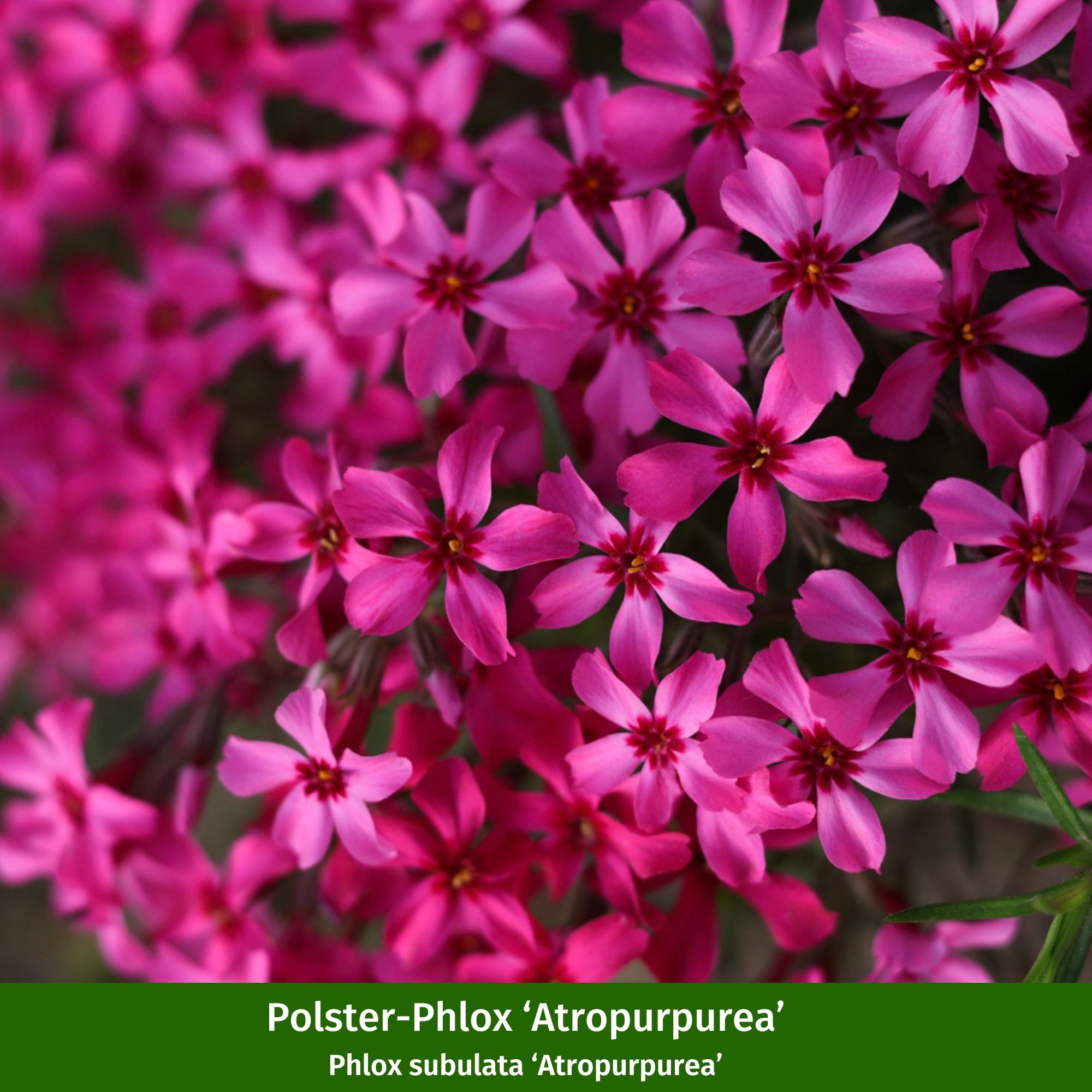 Bunter Phlox-Mix