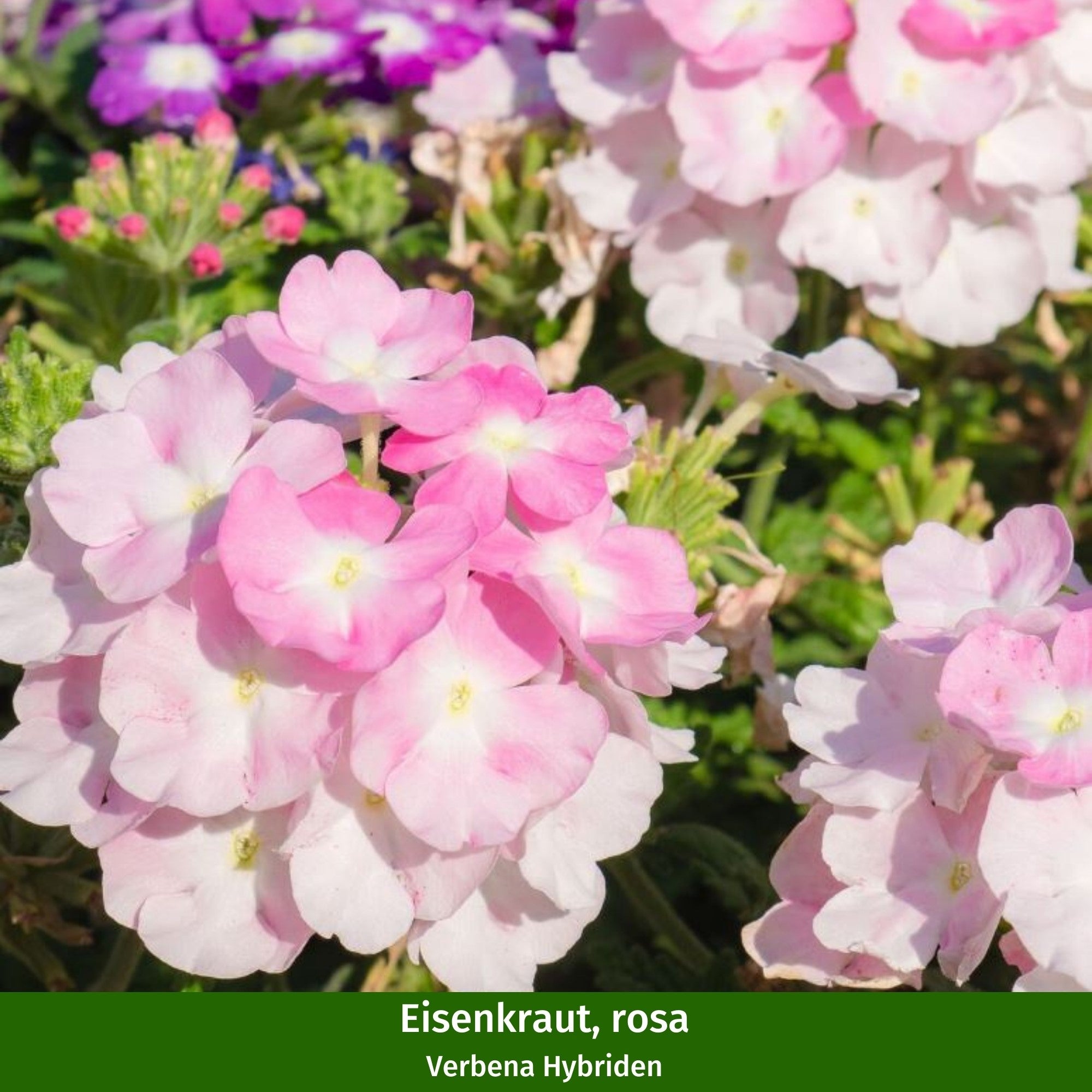 Balkonblumen "Romantische Blütenpracht“