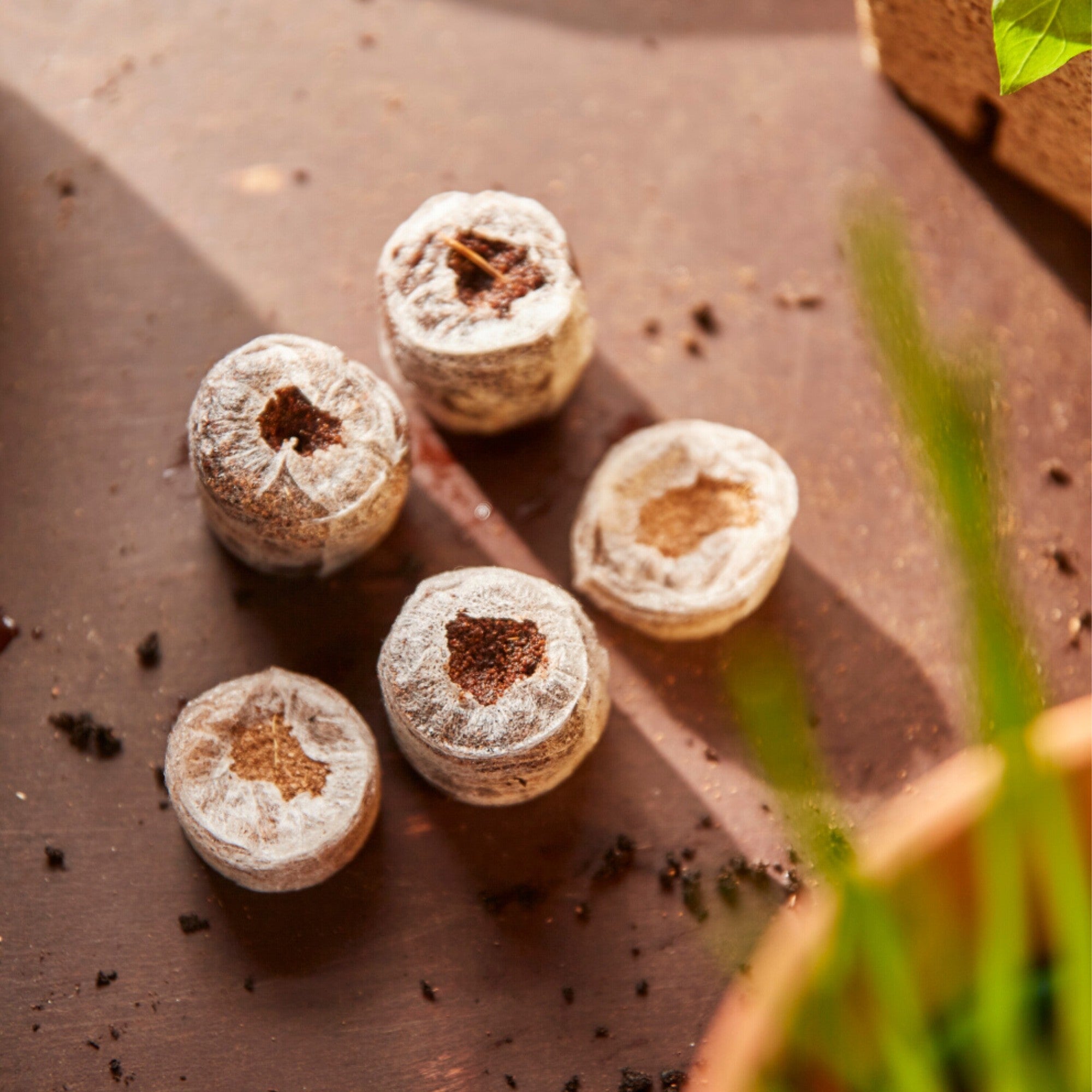 SIENA GARDEN Kokos-Quelltabletten