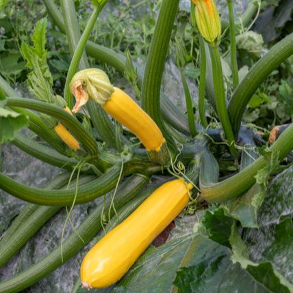 Zucchini 'Sebring', F1