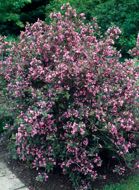 Weigelie 'Purpurea'