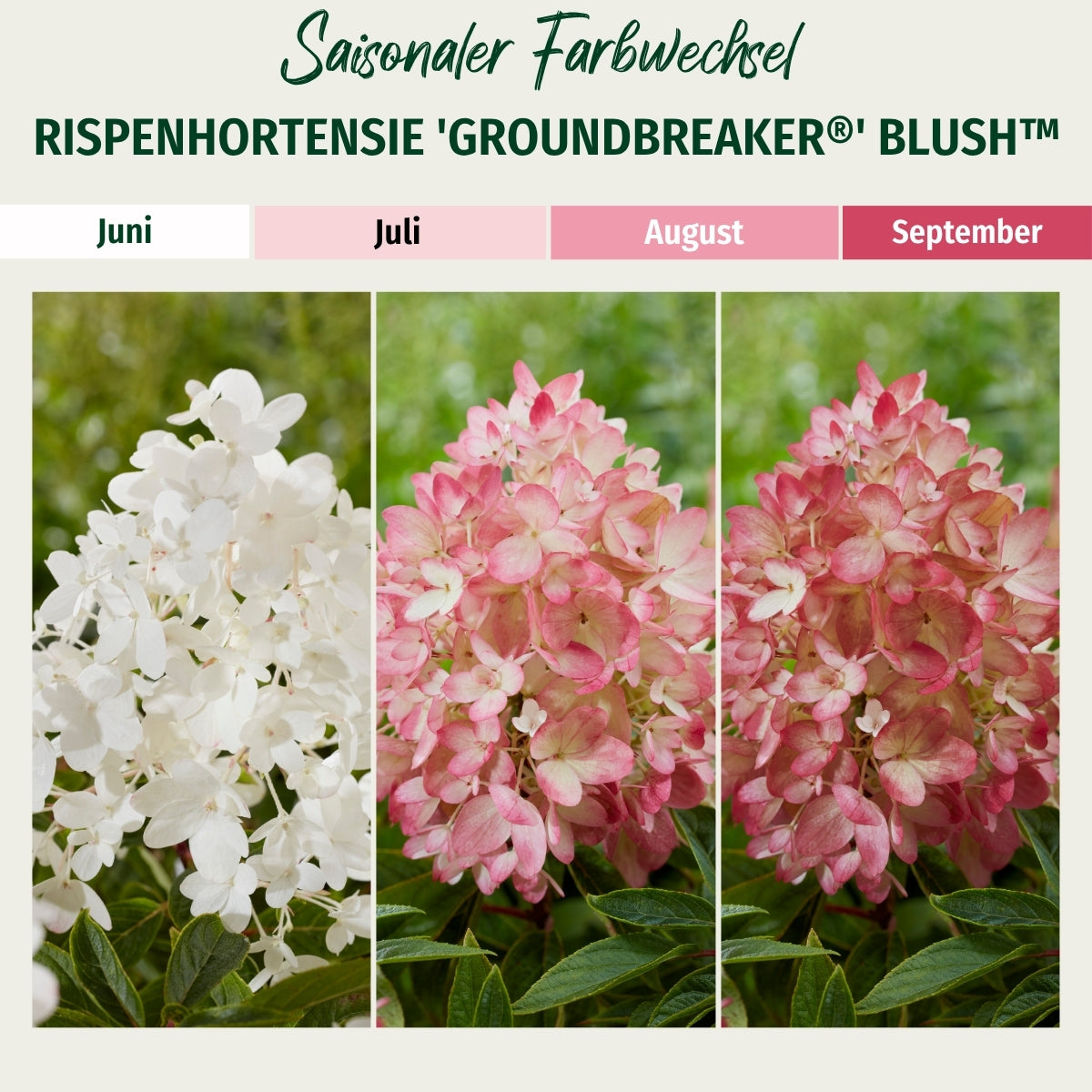 Rispenhortensie 'Groundbreaker®' Blush™