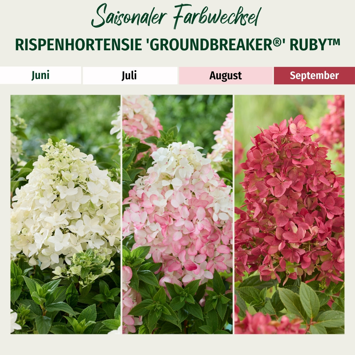 Rispenhortensie 'Groundbreaker®' Ruby™