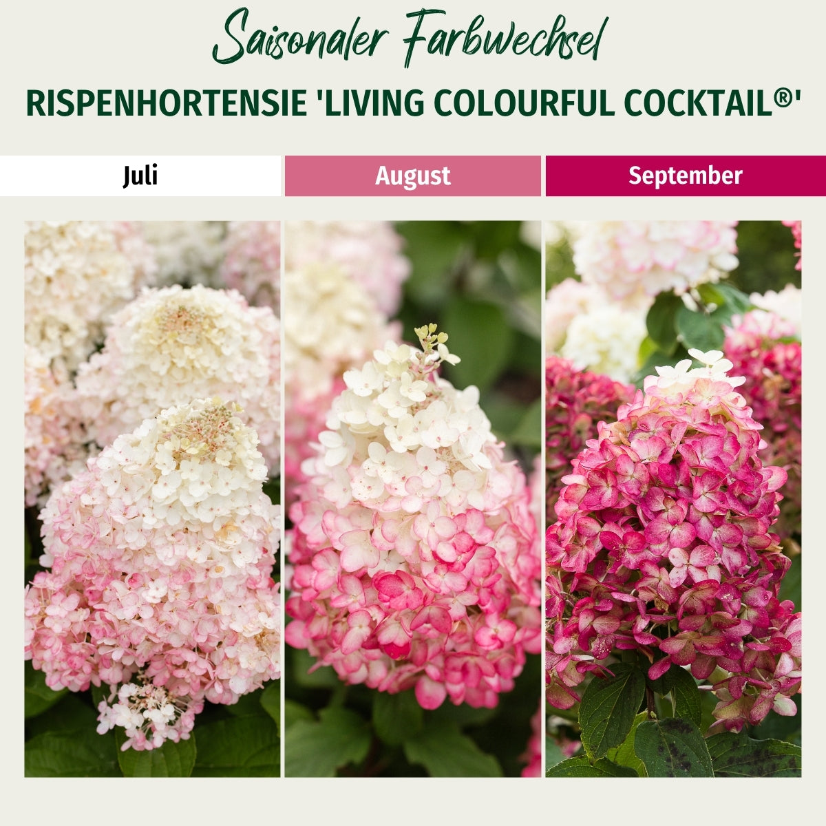 Rispenhortensie 'Living Colourful Cocktail®'