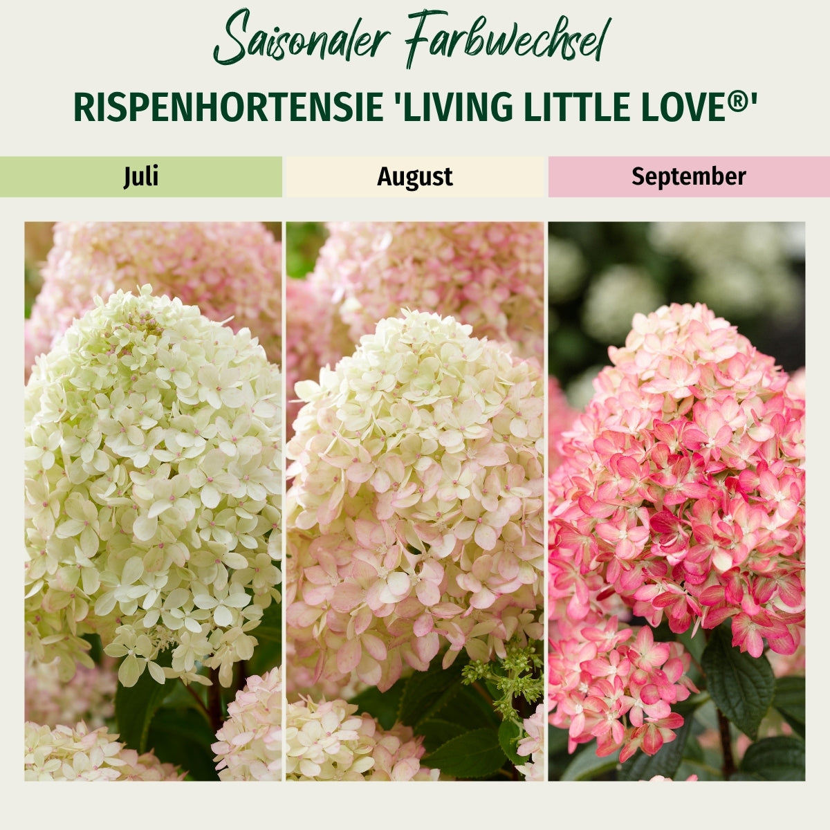 Rispenhortensie 'Living Little Love®'