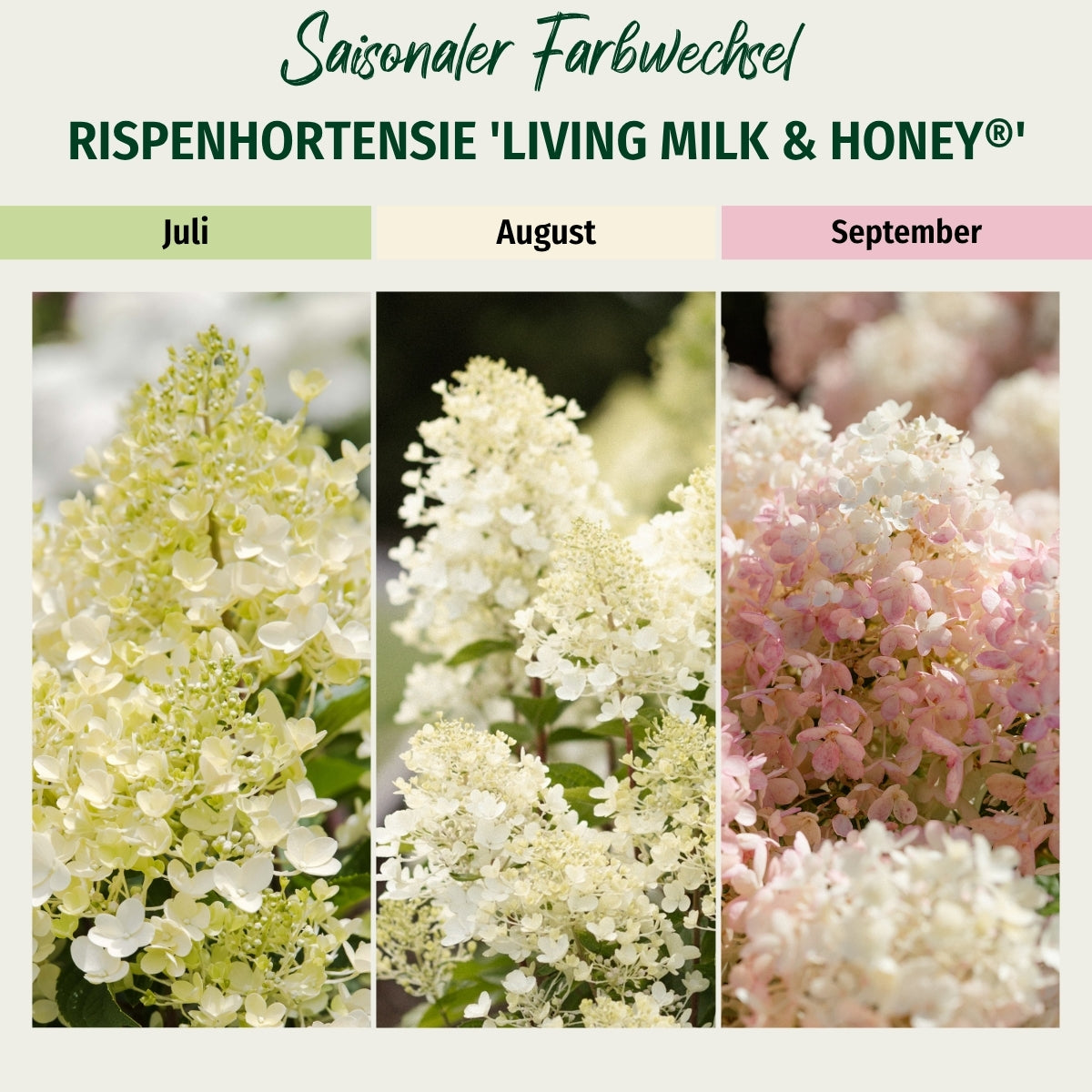 Rispenhortensie 'Living Milk & Honey®'