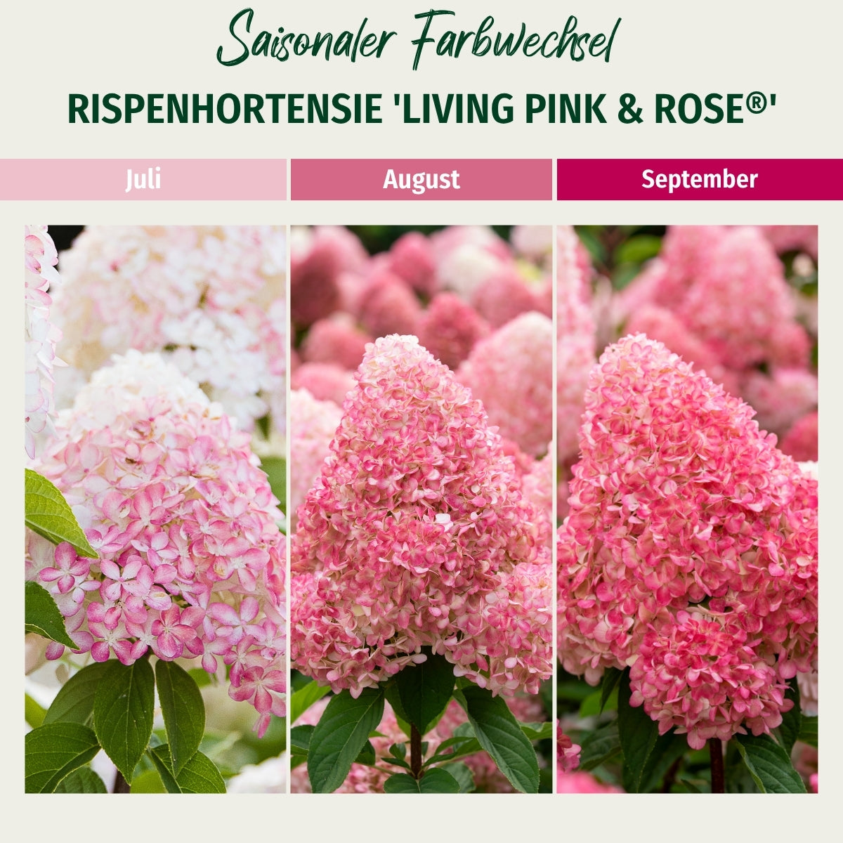 Rispenhortensie 'Living Pink & Rose®'