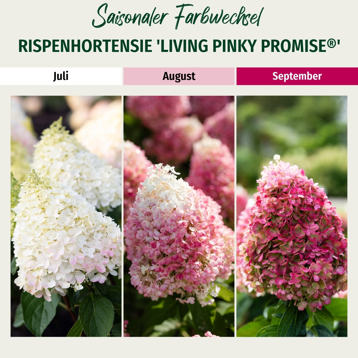 Rispenhortensie 'Living Pinky Promise®'