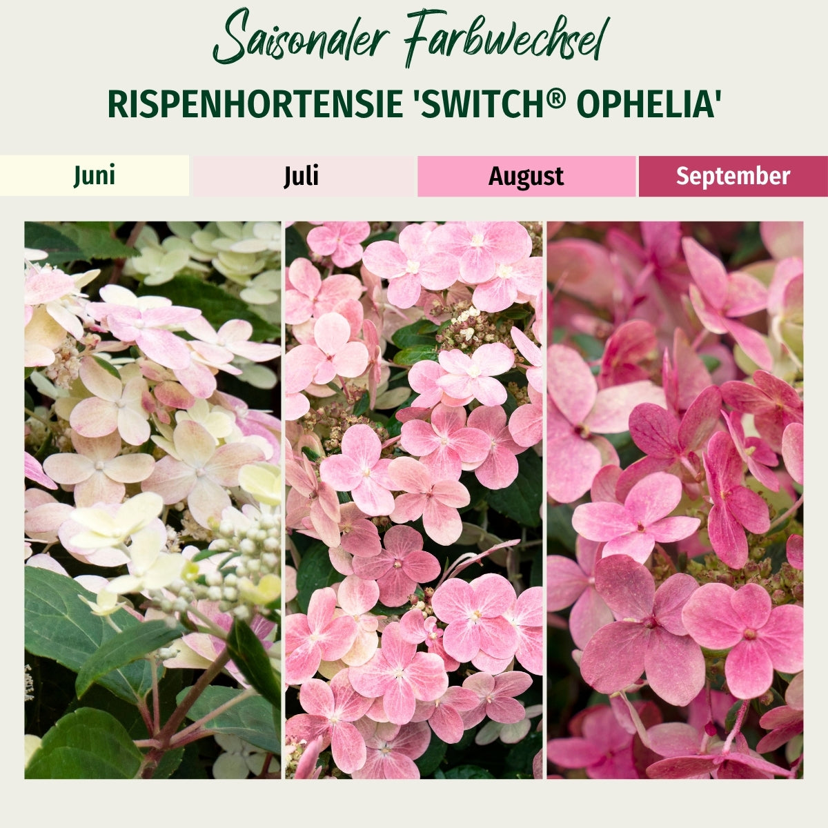 Rispenhortensie 'Switch® Ophelia'